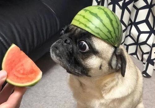 一个搞笑的吃瓜视频大全,笑料横生！年度搞笑吃瓜视频大盘点