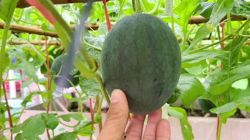 没有力气的吃瓜视频,揭秘网络热点的轻松态度