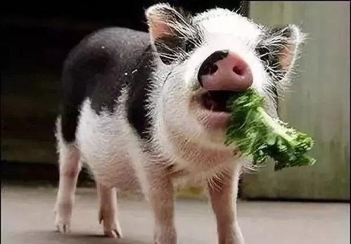 小猪吃羊角瓜视频大全播放,萌态视频大全播放量飙升