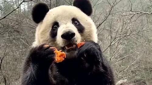 熊猫围观吃瓜视频大全集,萌态百出欢乐无限