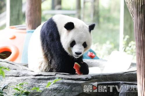 熊猫围观吃瓜视频大全集,萌态百出欢乐无限