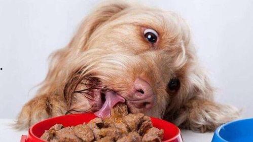 闺蜜喂狗吃瓜视频播放,视频播放引发网友热议