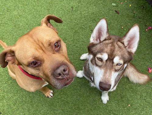 闺蜜喂狗吃瓜视频播放,视频播放引发网友热议