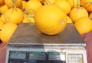 瓜哥吃甜瓜视频,揭秘吃甜瓜的乐趣与技巧