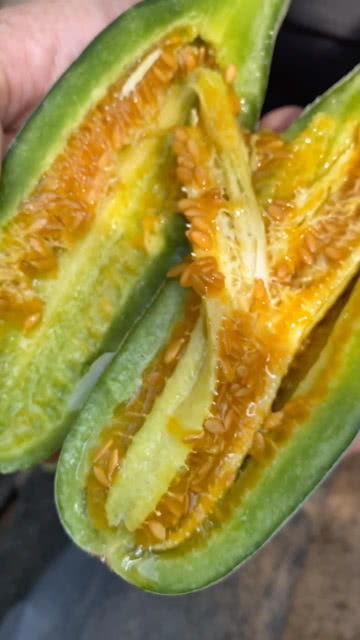 瓜哥吃甜瓜视频,揭秘吃甜瓜的乐趣与技巧