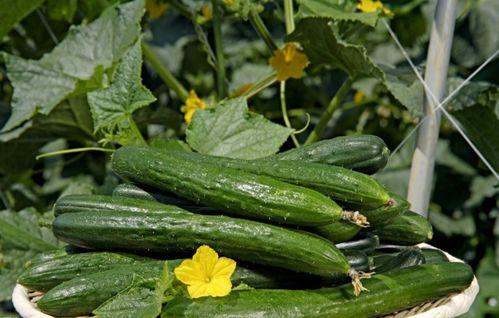 每日吃瓜视频,揭秘娱乐圈幕后故事