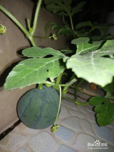 吃瓜喷瓜籽的视频,揭秘吃瓜喷瓜籽的趣味瞬间