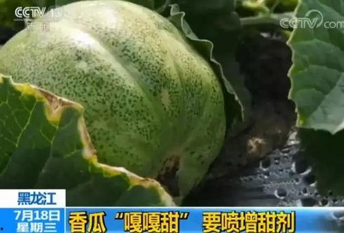 吃瓜喷瓜籽的视频,揭秘吃瓜喷瓜籽的趣味瞬间