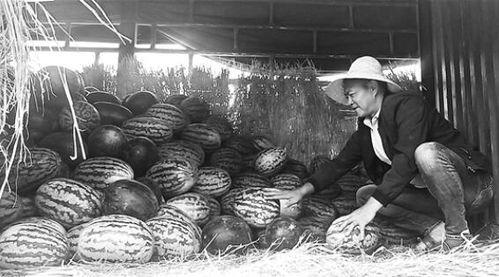 平塘吃瓜群众事件视频,一场网络舆论的风暴与反思