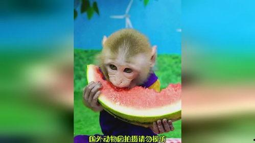 女吃瓜像猴子视频素材网,揭秘网络热门视频背后的趣味与争议