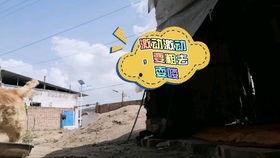 吃贝贝瓜视频在线观看,在线观看吃瓜乐趣无限