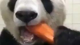 小杨哥爸的视频遛鸟吃瓜,欢乐日常温馨呈现