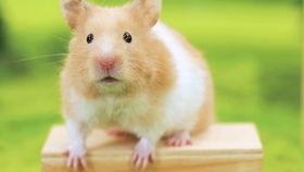 仓鼠吃毒瓜视频,一场生死救援的紧急时刻