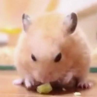 仓鼠吃毒瓜视频,一场生死救援的紧急时刻