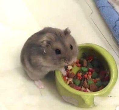 仓鼠吃毒瓜视频,一场生死救援的紧急时刻