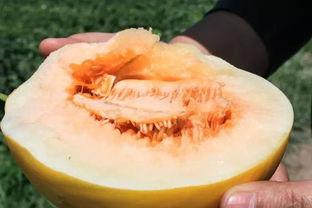 黑色蜜瓜怎么吃最好吃视频,视频教你如何吃出最佳口感