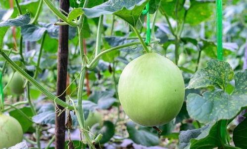 吃瓜喉咙痛的视频,揭秘喉咙不适的真相与预防方法