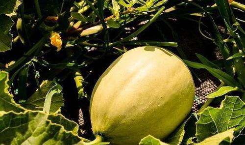 吃瓜喉咙痛的视频,揭秘喉咙不适的真相与预防方法