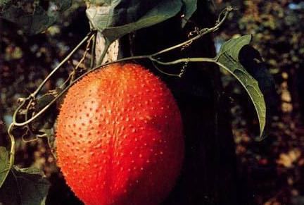 吃木鳖瓜的视频,一场味蕾的冒险之旅