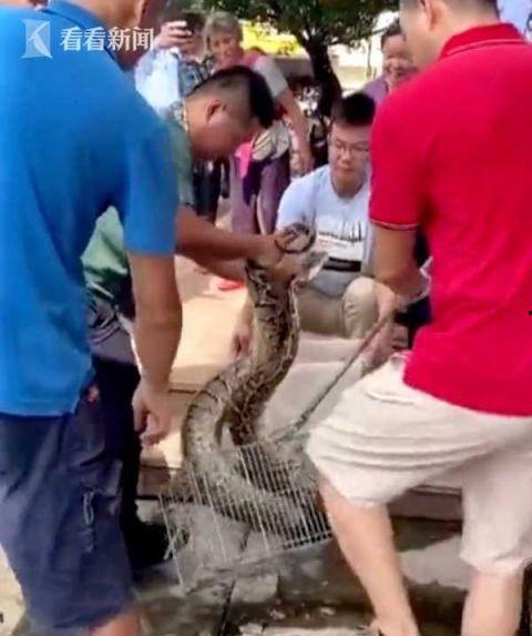 尼加拉瓜吃蟒蛇视频在线观看,尼加拉瓜居民现场烹饪蟒蛇，挑战极限味蕾