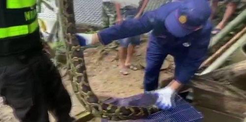 尼加拉瓜吃蟒蛇视频在线观看,尼加拉瓜居民现场烹饪蟒蛇，挑战极限味蕾