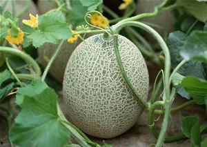 萌宝吃哈密瓜视频,哈密瓜盛宴欢乐多