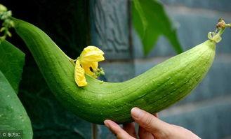 如何阻止吃瓜视频传播呢,有效遏制“吃瓜视频”传播的策略解析