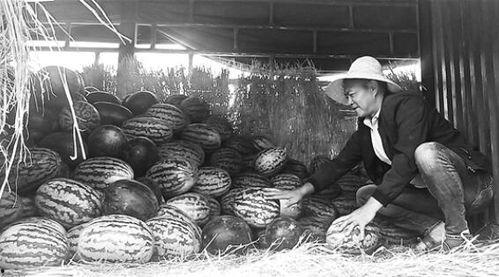 宁河吃瓜群众事件视频曝光,视频曝光揭示惊人真相