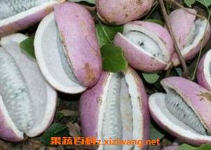 泰国直播吃八月瓜视频,口感独特引网友热议