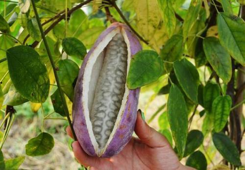 泰国直播吃八月瓜视频,口感独特引网友热议