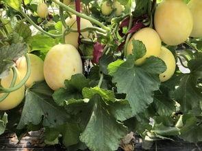 界首锦华观芷吃瓜原视频,一场视觉盛宴的狂欢