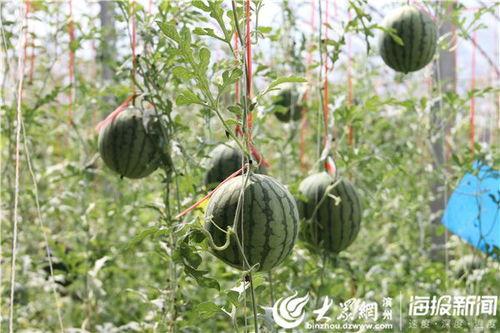 界首锦华观芷吃瓜原视频,一场视觉盛宴的狂欢