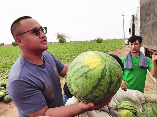 吃瓜季最新视频,揭秘热门事件背后的真相与笑料
