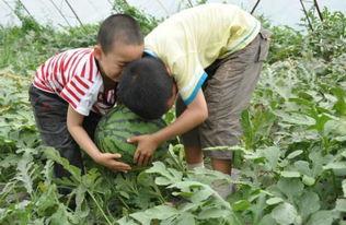永年魏县吃瓜事件视频,一场引发热议的网络视频风波
