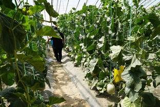 现场真实吃瓜视频网站,揭秘娱乐圈幕后真相