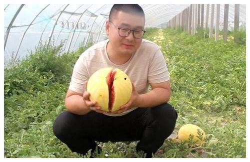 小帅视频吃瓜,揭秘网红吃瓜背后的故事