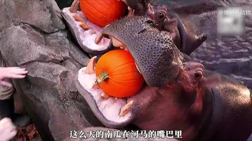 鳄鱼瓜怎样吃最好呢视频,视频揭秘最佳食用方法