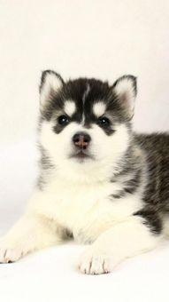 二哈美眉吃瓜视频,萌宠美食大揭秘