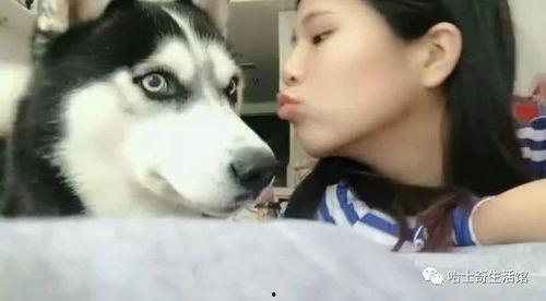 二哈美眉吃瓜视频,萌宠美食大揭秘