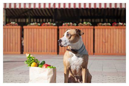 狗吃主人哈密瓜会死吗视频,狗误食主人哈密瓜险丧命