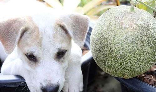 狗吃主人哈密瓜会死吗视频,狗误食主人哈密瓜险丧命