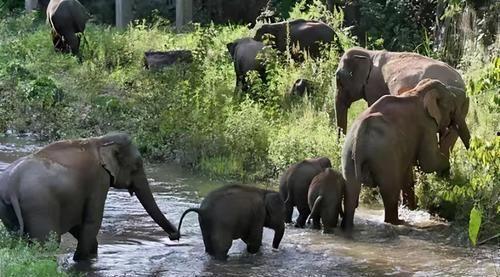 带你吃瓜云南大象视频在线观看,带你领略独特风味
