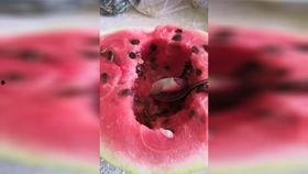 七夕节吃瓜现场视频播放,现场视频大揭秘