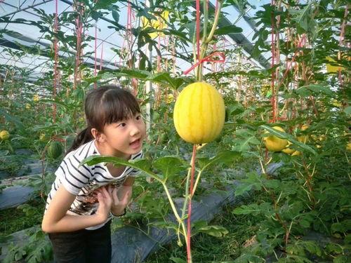 盛夏吃瓜的视频,跟着视频学吃瓜技巧