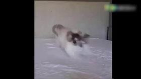 相扑猫吃瓜视频大全,萌态百出！视频大全来袭