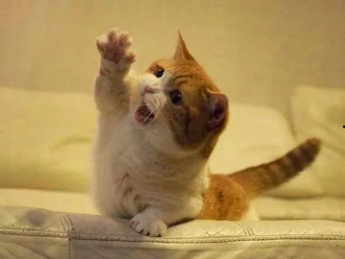 相扑猫吃瓜视频大全,萌态百出！视频大全来袭