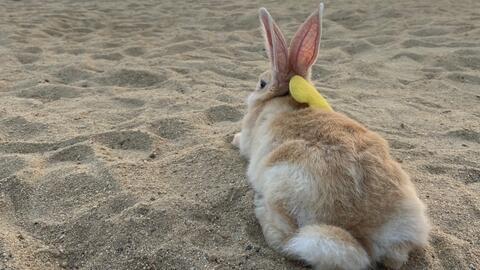 瓠瓜可以给兔子吃吗视频,瓠瓜适宜兔子的营养食谱分享