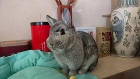 瓠瓜可以给兔子吃吗视频,瓠瓜适宜兔子的营养食谱分享