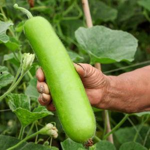 瓠瓜可以给兔子吃吗视频,瓠瓜适宜兔子的营养食谱分享