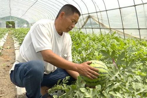 山芋群众吃瓜视频,揭秘农村生活趣味瞬间